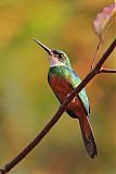 Rufous-tailed Jacamar